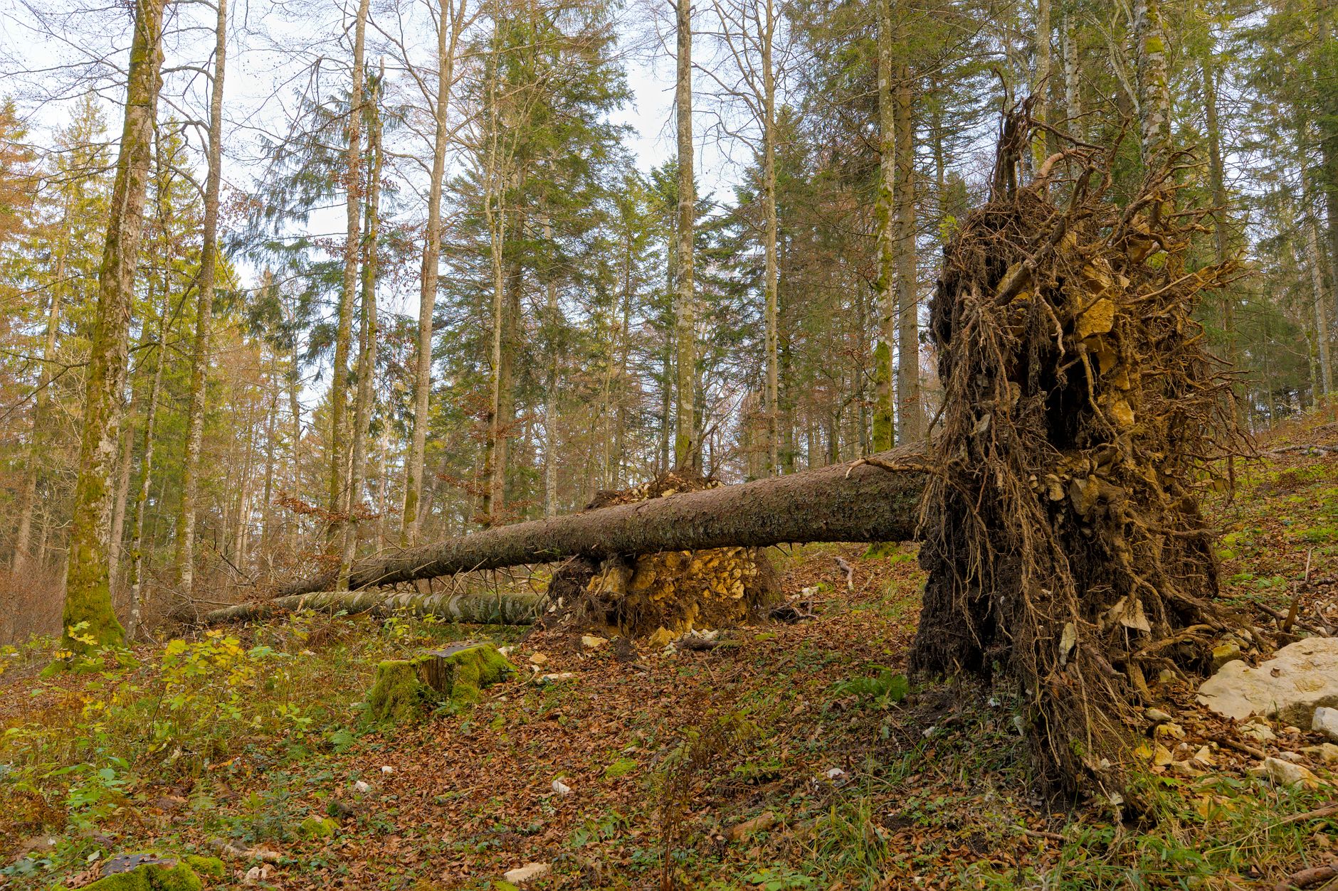 Enlèvement Arbre Urgence à Épinay-sur-Seine